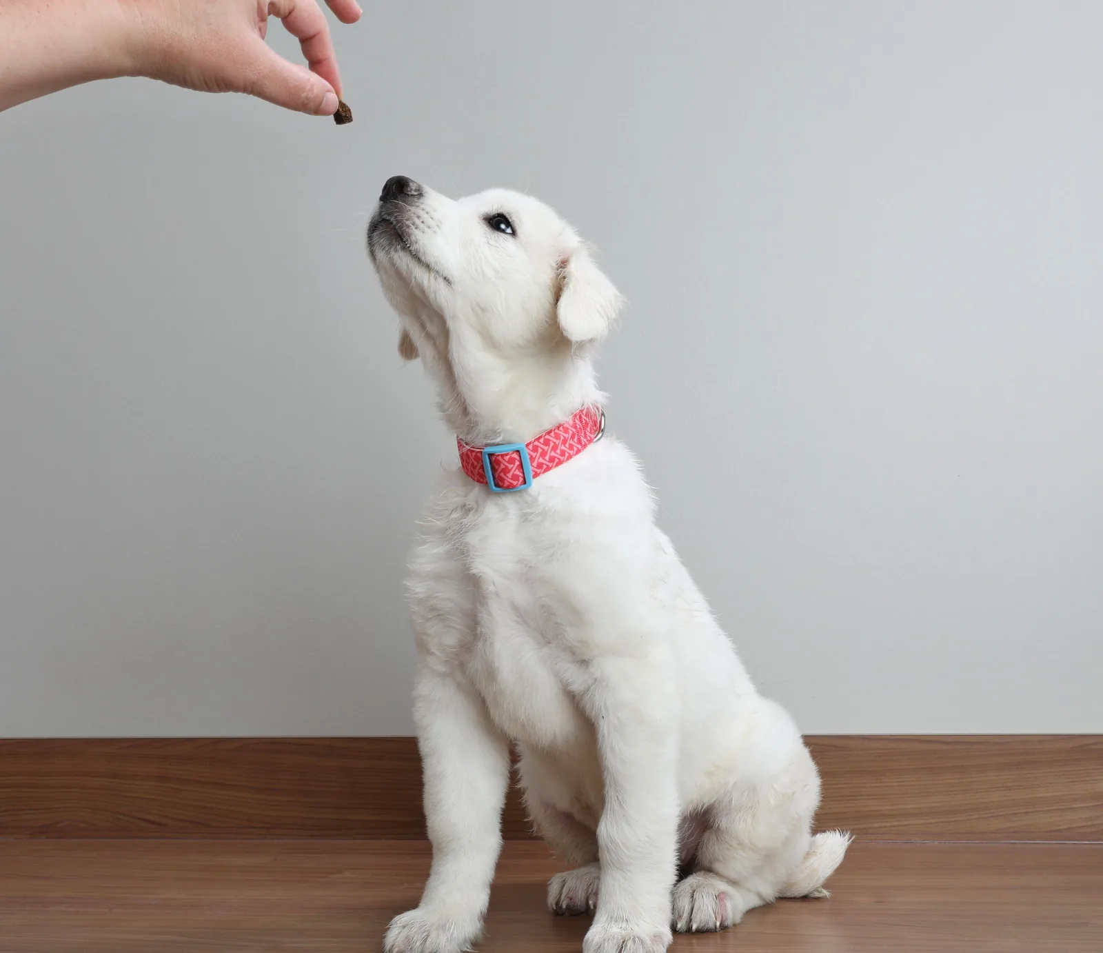 A dog waiting for guidance